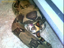 boa breeding