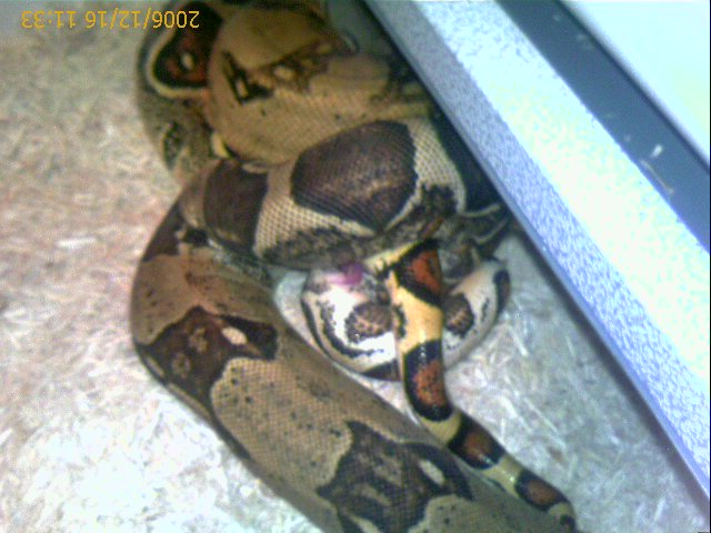 boa breeding