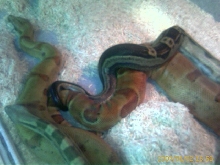 motleyhypo