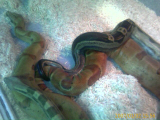 motleyhypo