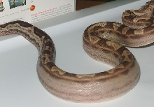 04 Motley Female