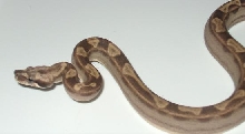 04 motley female