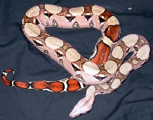 PINK female