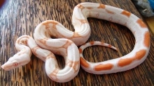 albino j
