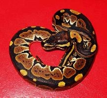 female green pastel