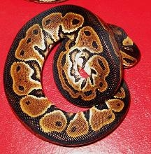 green pastel male