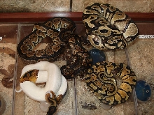 groupshot