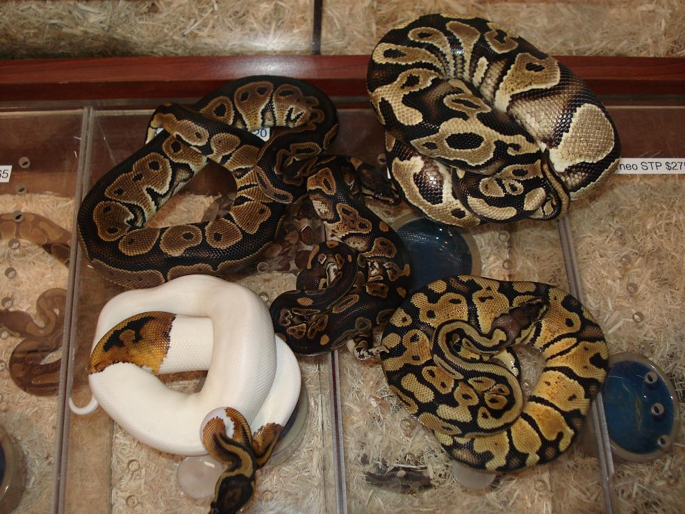 groupshot
