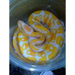 lavfemale
