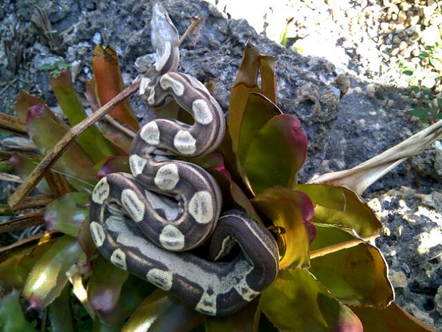 VPI CARAMEL MOTLEY