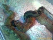 motleyhypo