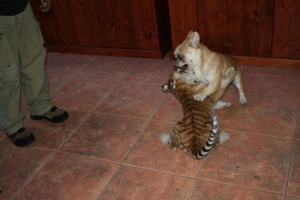napotiger