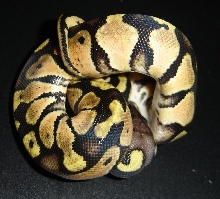 male