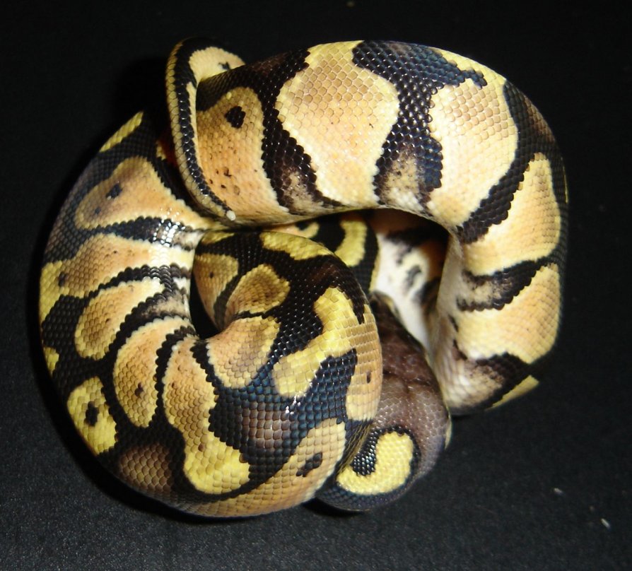 male