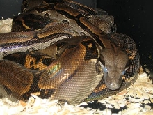 COSTA RICAN PAIR