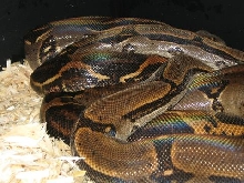 COSTA RICAN PAIR2
