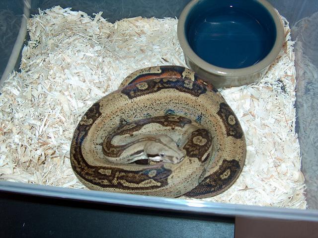 reverse stripe