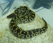 mojave