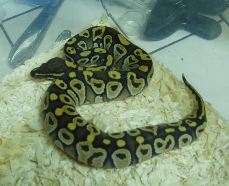 mojave