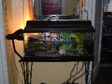 my aquarium