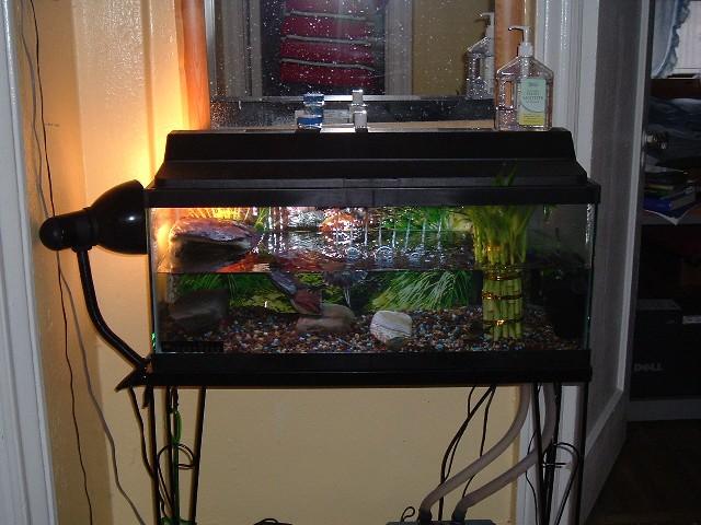 my aquarium