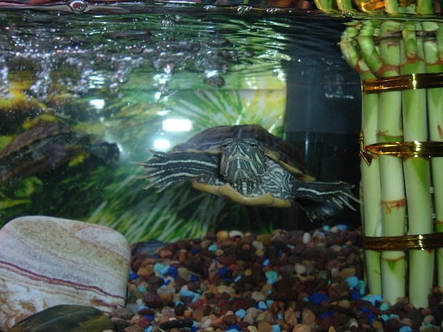 say hi to miguelangello