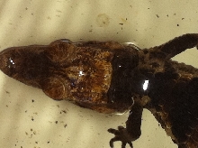 head 1