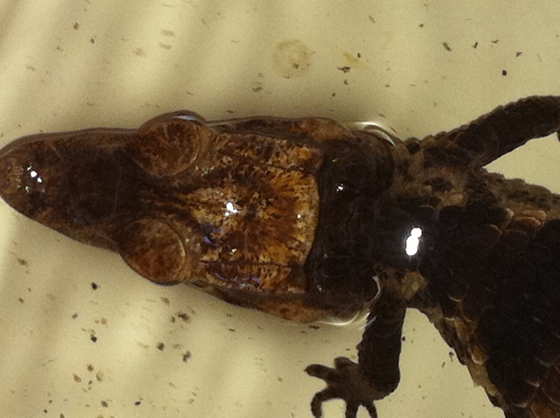 head 1