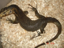 ID this water monitor