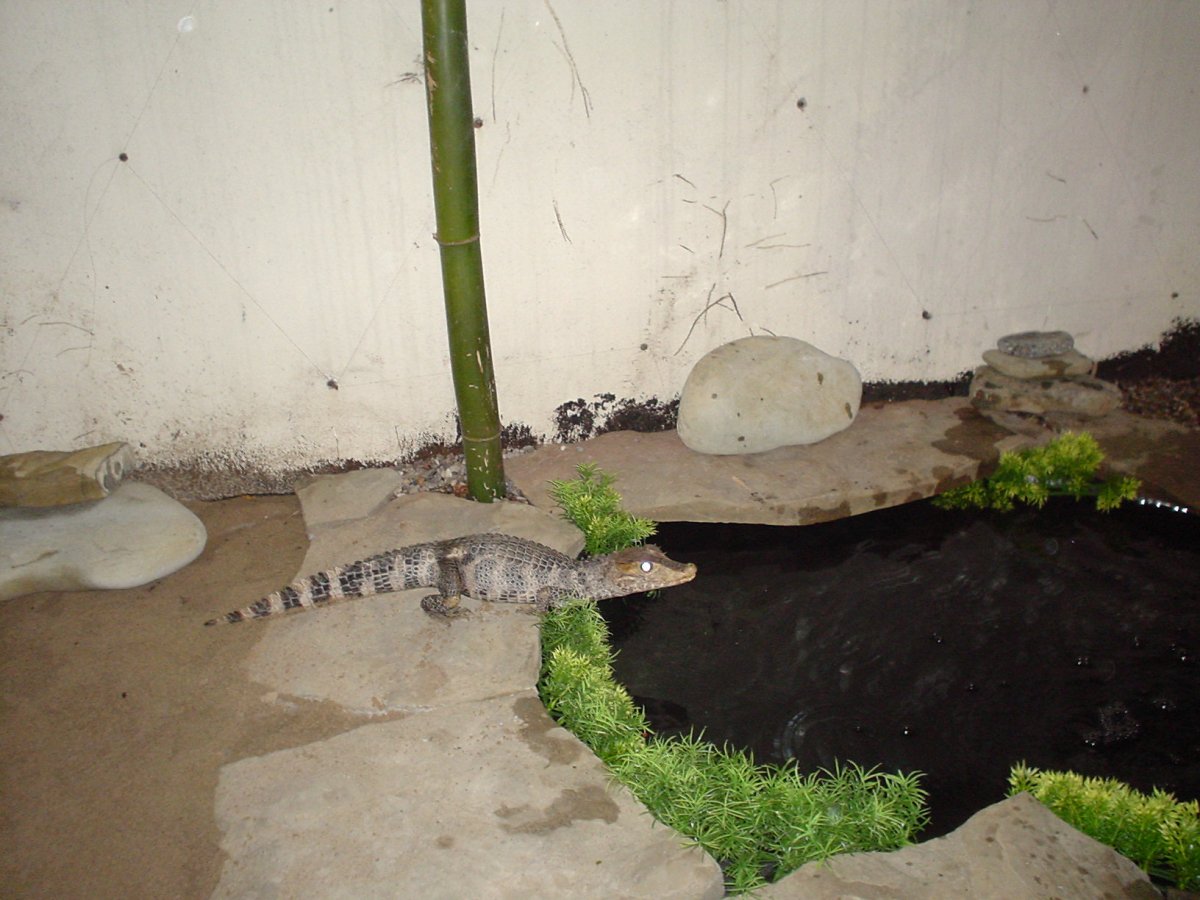 my dwarf in his new pond