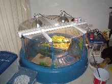 CROC POOL