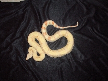 albino boa