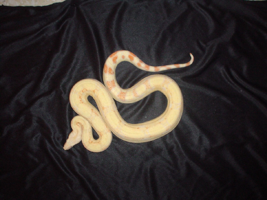 albino boa