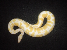 ALBINO BALL