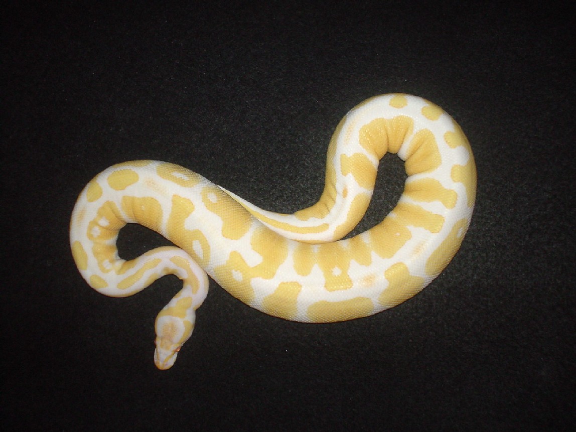 ALBINO BALL