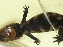 palp
