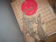 ackies trio..???? 1.2. ??