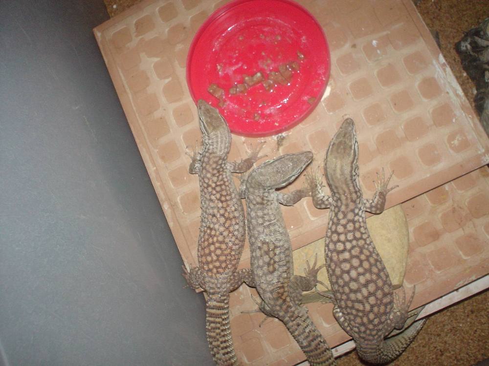 ackies trio..???? 1.2. ??