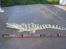 hypoamelanistic morelet