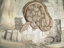 what you think of this boa, what morph is it??