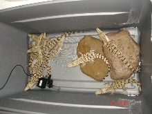 WHITE MORELETS