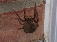 Giant spider
