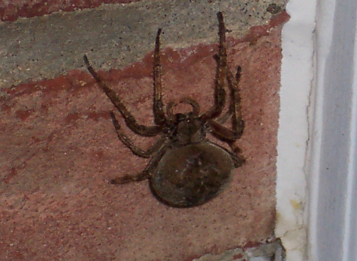 Giant spider