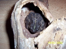 Another what am I ?