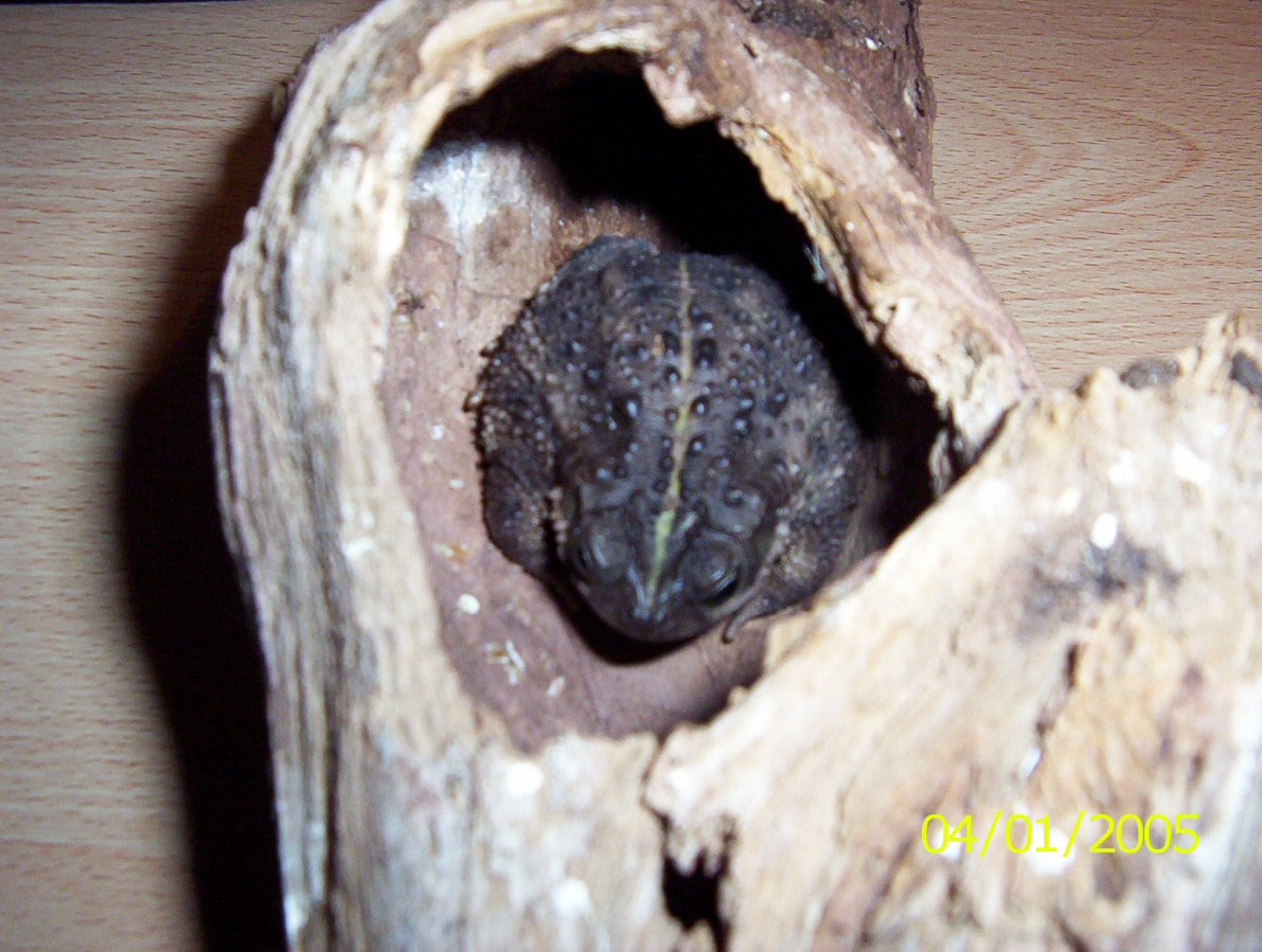 Another what am I ?
