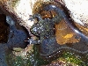 Fire Bellied Toad