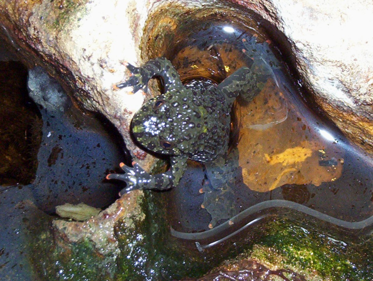 Fire Bellied Toad