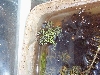 Fire bellied toad 2