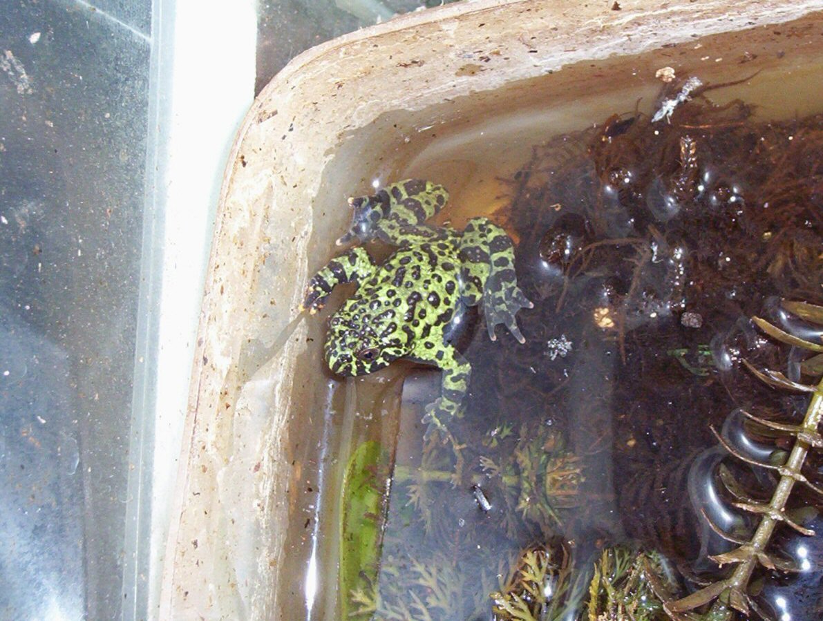 Fire bellied toad 2