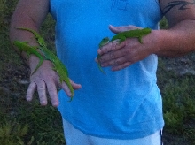 Tame Giant Day Geckos